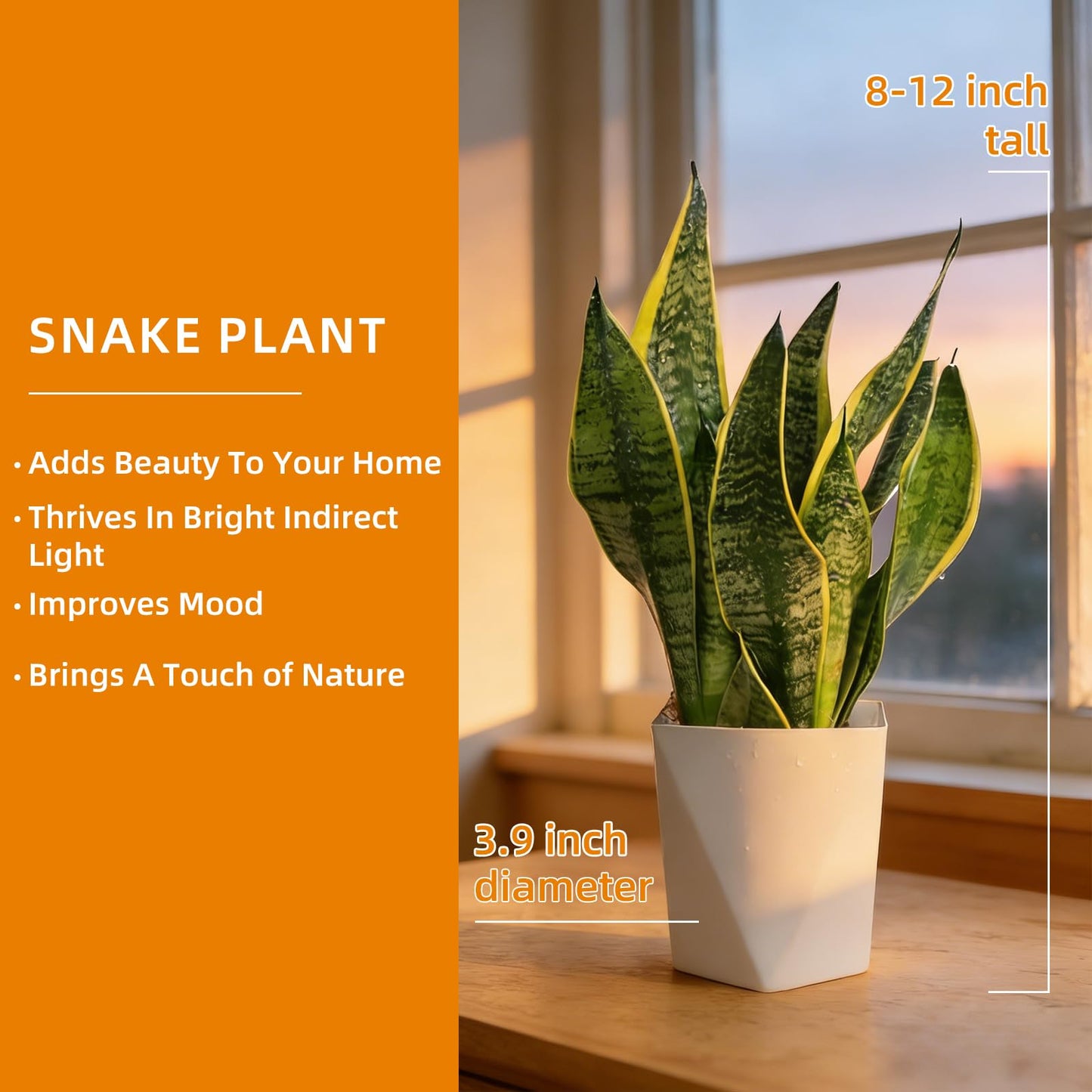 Live Snake Plant Indoor Houseplant, 8-10 Inch Sansevieria in Planter, Air Purifying Easy Care Succulent, Low Light Plant for Desk, Office, Bedroom & Tiny Spaces, Perfect Beginner Friendly Gift