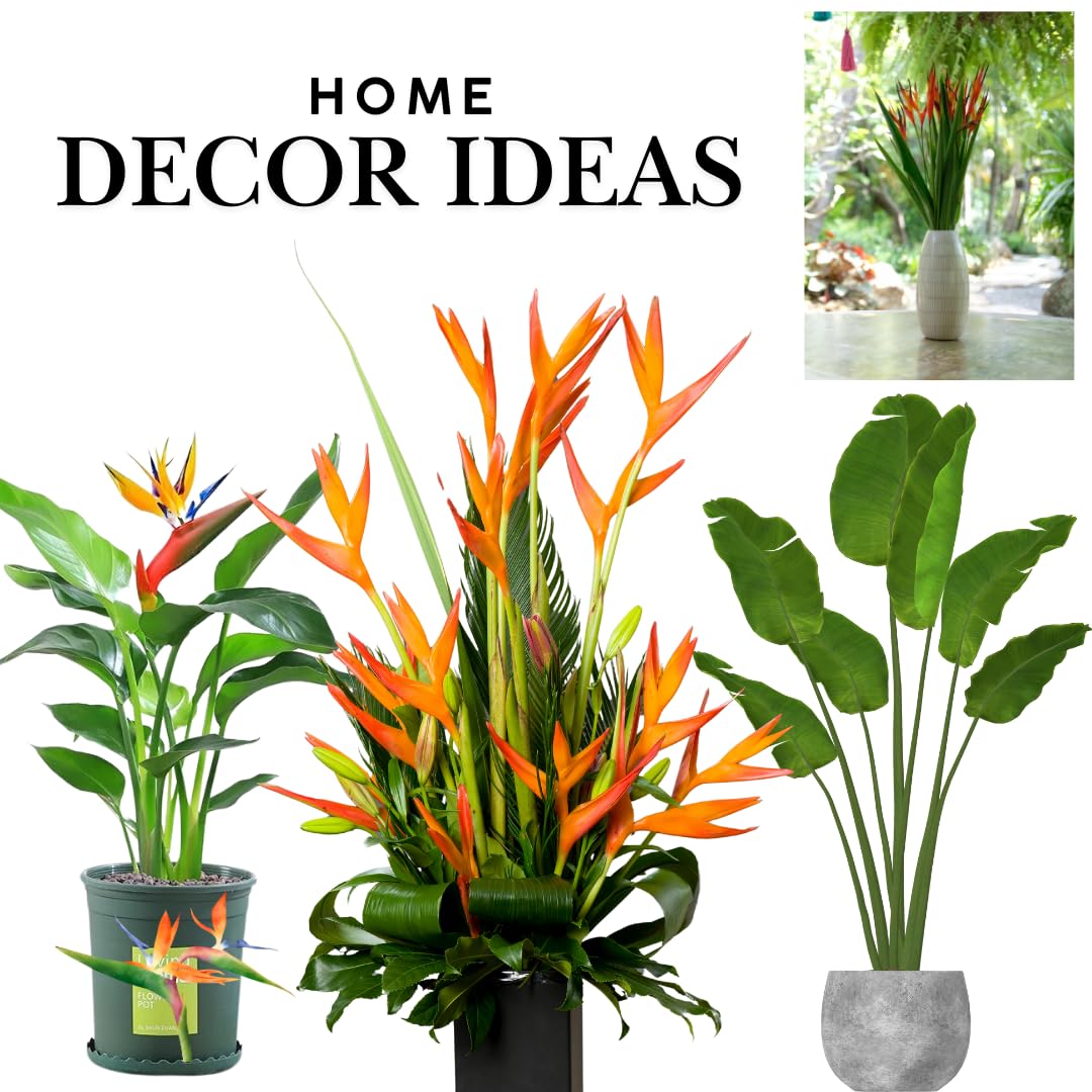 Set 2 Orange Bird of Paradise Plants Live, Strelitzia Reginae Live Plant, Established Roots, 5 Inc to 1 Feet Tall, No Pot