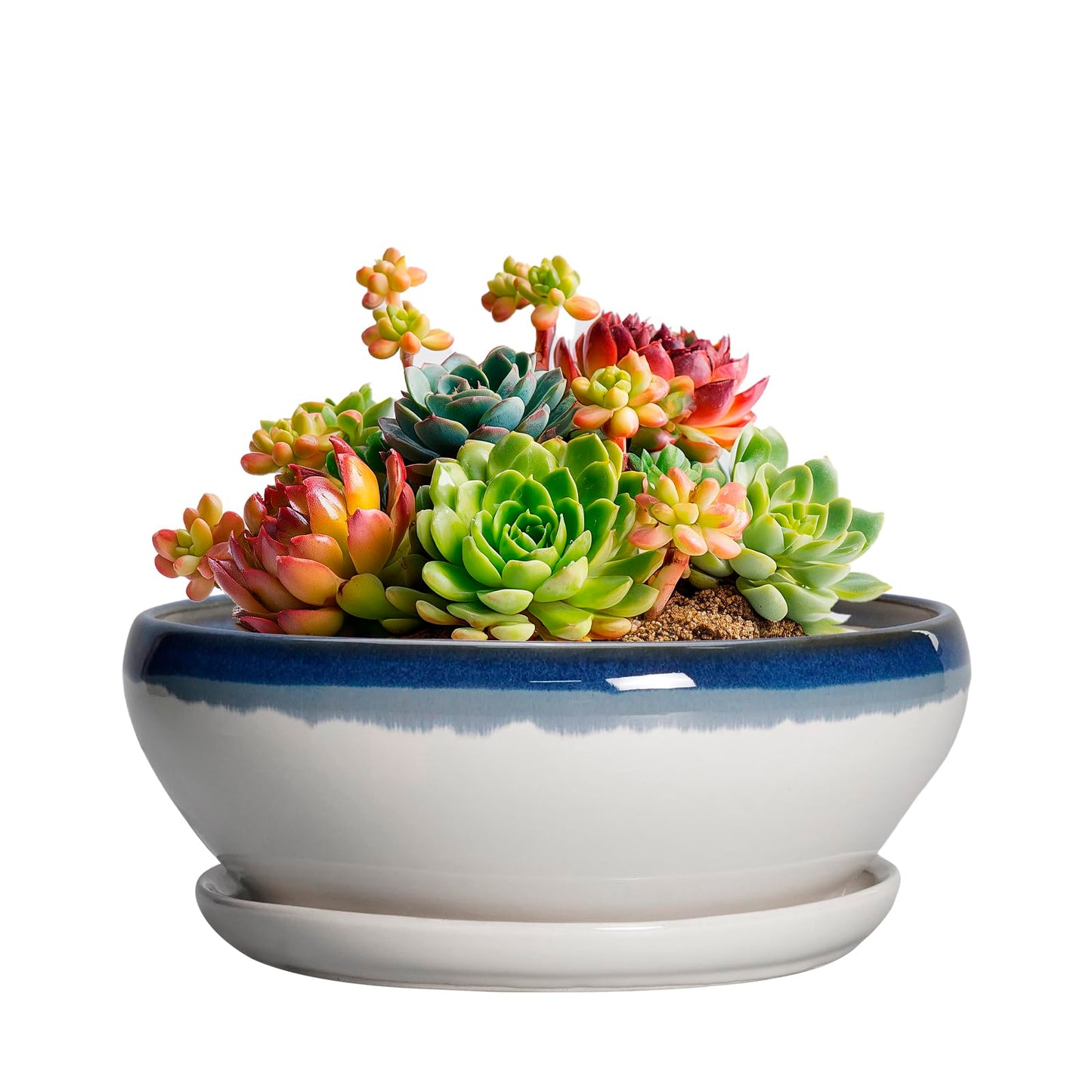 SQOWL Succulent Planters 6 Inch - Ceramic Bonsai Pots with Drainage Hole and Saucer, Round Shallow Planter for Indoor Plants, Ceramic Cactus Pot, Apartment Decor, Gifts for Women, Blue Off-White
