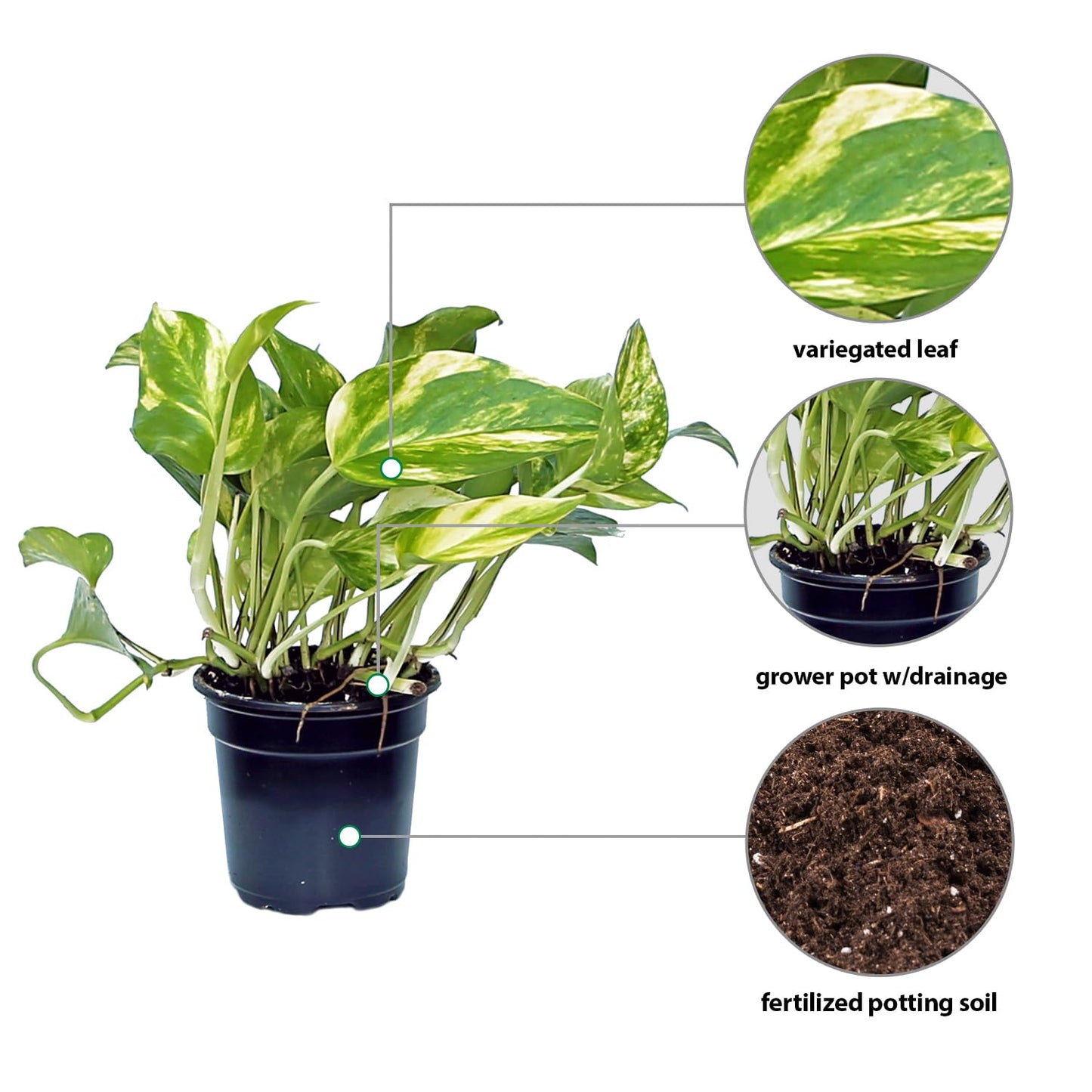 4 Pack Live Golden Pothos, Devil's Ivy Vine, Indoor Trailing Houseplant, Variegated Potted Plant, Sympathy Gift, Live Decor, Birthday Gift, Office Gift, Housewarming Gift in 4" Pot