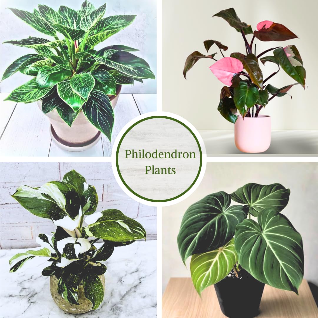 Philodendron Plant Live Exclusive Collection (4-Pack) – Rare Birkin, Gloriosum, Pink Princess & White Wizard in 2" Pot; Easy Care Indoor Plants Live Houseplants Decor for Home/Office/Garden