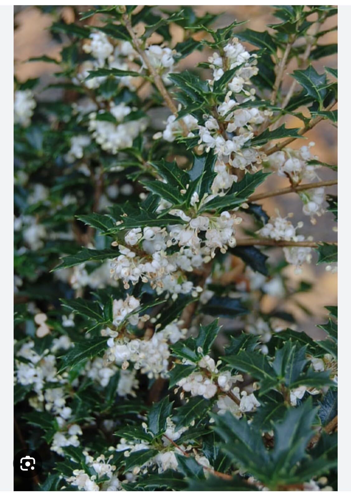Live Plant - Party Princess 'Kaori Hime' Fragrant Sweet Tea Olive Osmanthus Fragrans-Starter