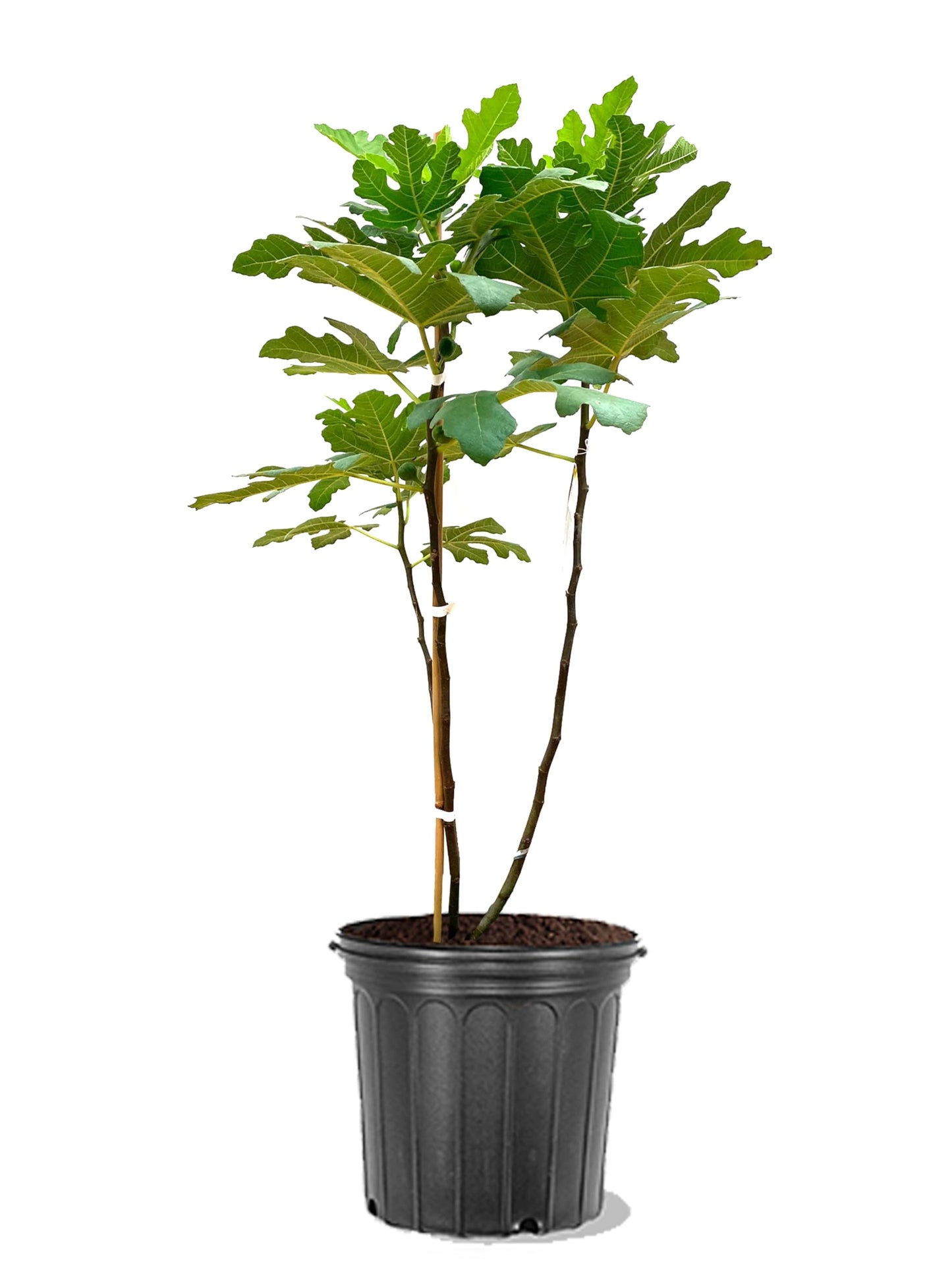American Plant Exchange Brown Turkey Fig Tree, 5 Gallon Pot, 2-3ft Tall, Large Outdoor Landscape Garden Plant, Self-Pollinating, Edible Fruit Tree, Live Fruiting Plant