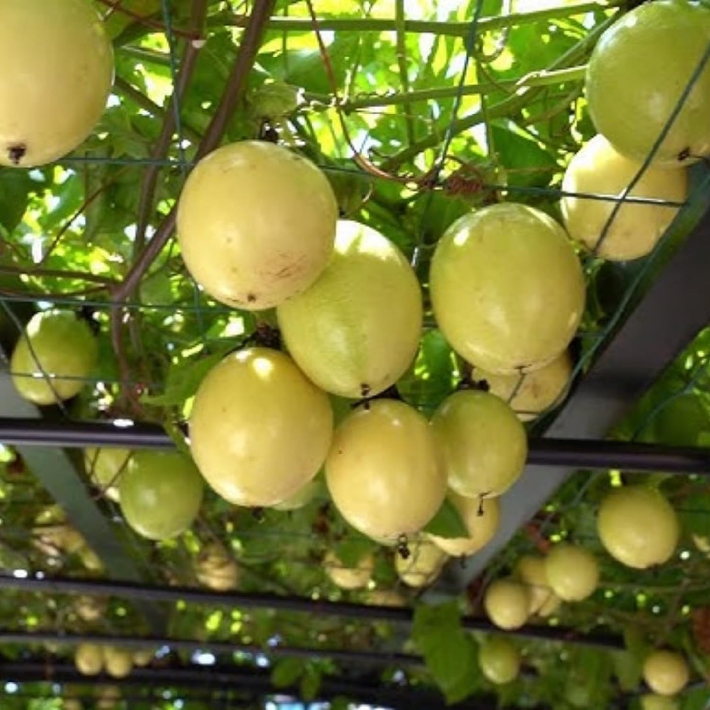 20+ Passion Fruit Seeds for Planting - Yellow Sweet Passion Fruit Seeds Passiflora Giant Granadilla Grow Your Own Plant Gardening Gift