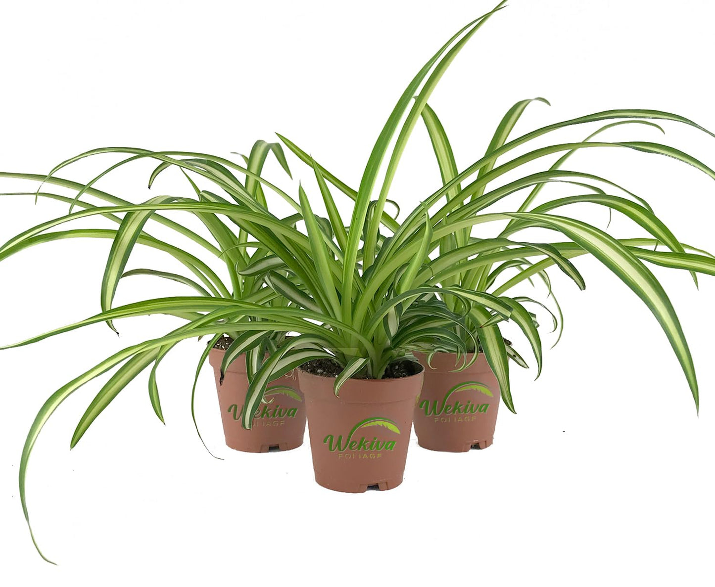 Enchanting Spider Plant - 3 Live Starter Plants in 2 Inch Pots - Chlorophytum Comosum - Nature's Green Symphony for Your Home