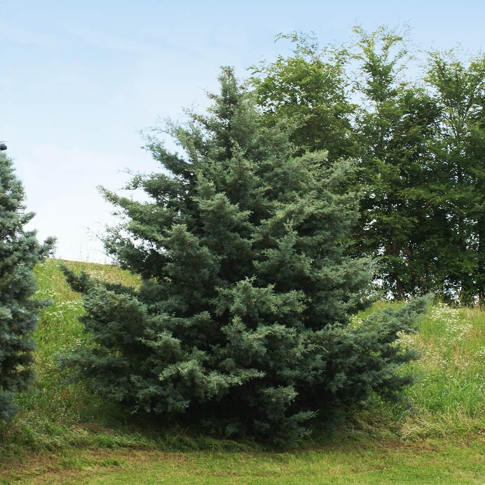 Brighter Blooms - Carolina Sapphire Cypress Tree, 1-2 ft. - No Shipping to AK, AZ, HI