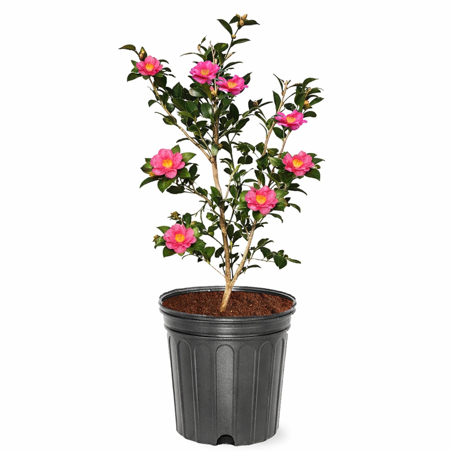 Kanjiro Sasanqua Camellia, Live Evergreen Shrub, Cold Hardy, Pink Fall Blooms, 3 gal. Nursery Pot (Due to Agricultural Laws, we Cannot Ship to CA, AZ, AK, or HI)