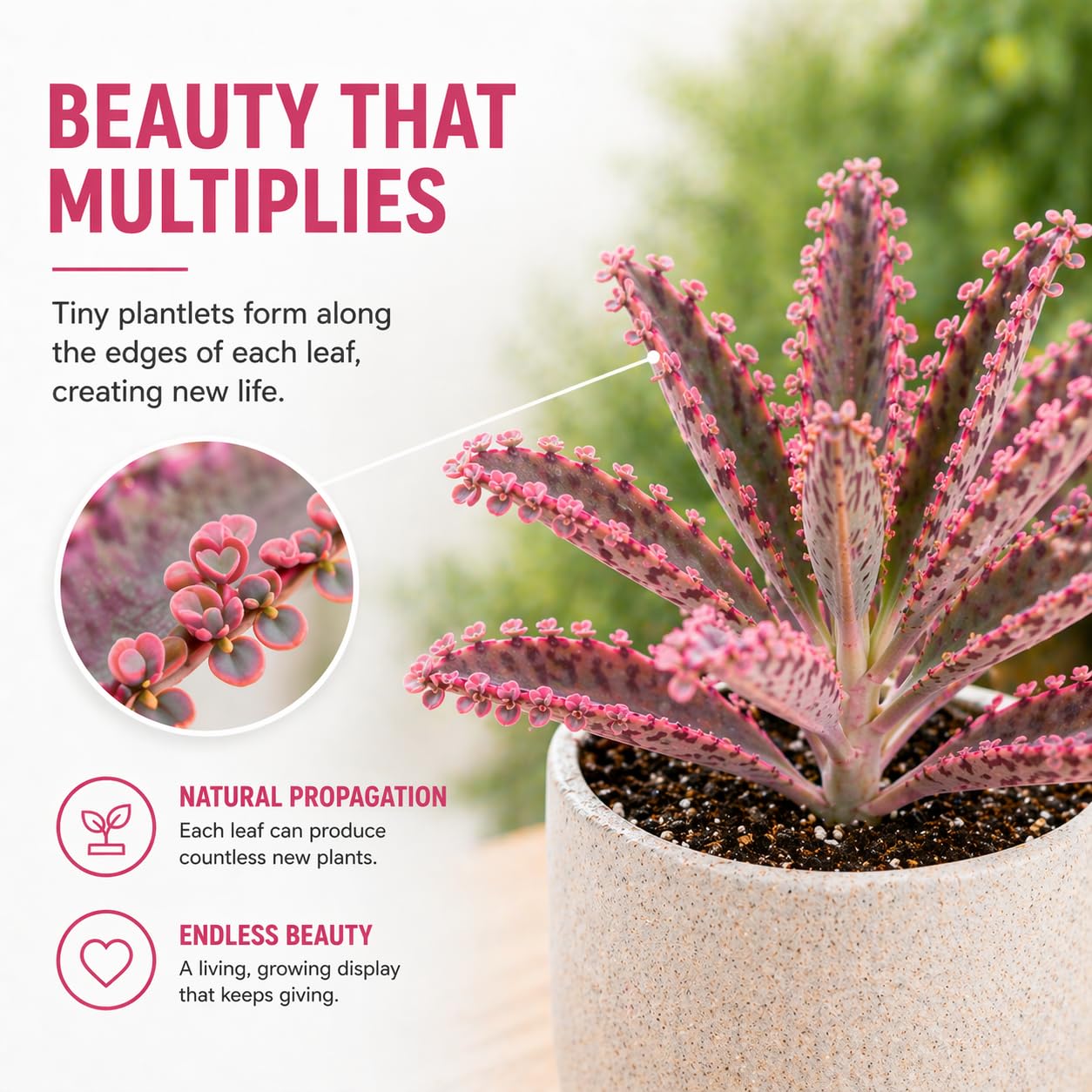 Pink Mother of Millions Live Plant 2 Inch Pot - Kalanchoe Delagoensis Starter - Succulent Easy Care Indoor Houseplant Self Propagating - Rare Pink Succulent - Fast Growing Unique Gift Plant