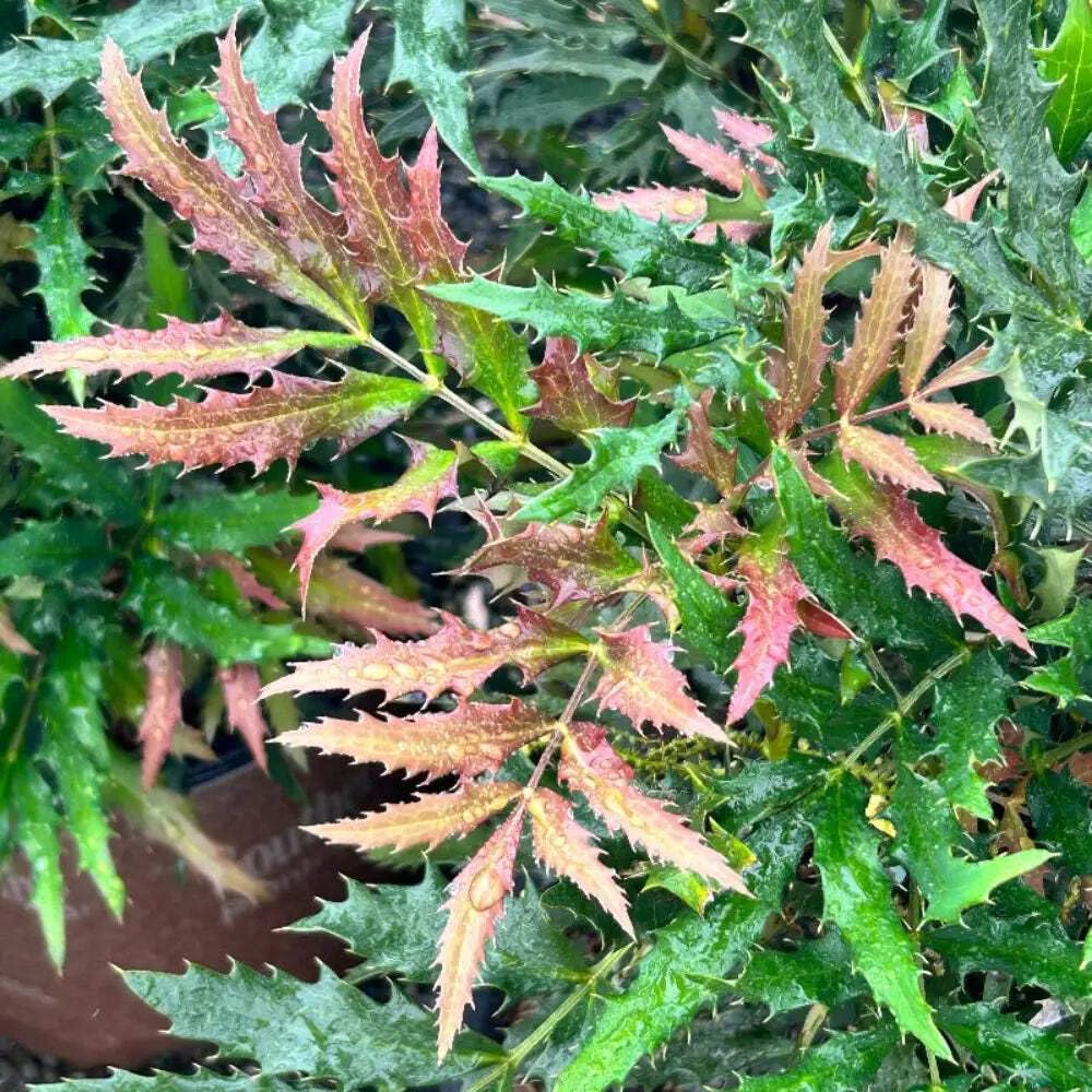 Mahonia Beijing Beauty (3 Gallon) - Compact Evergreen Shrub with Dark Green Spiny Leaves, Yellow Flowers, Part Sun to Full Shade