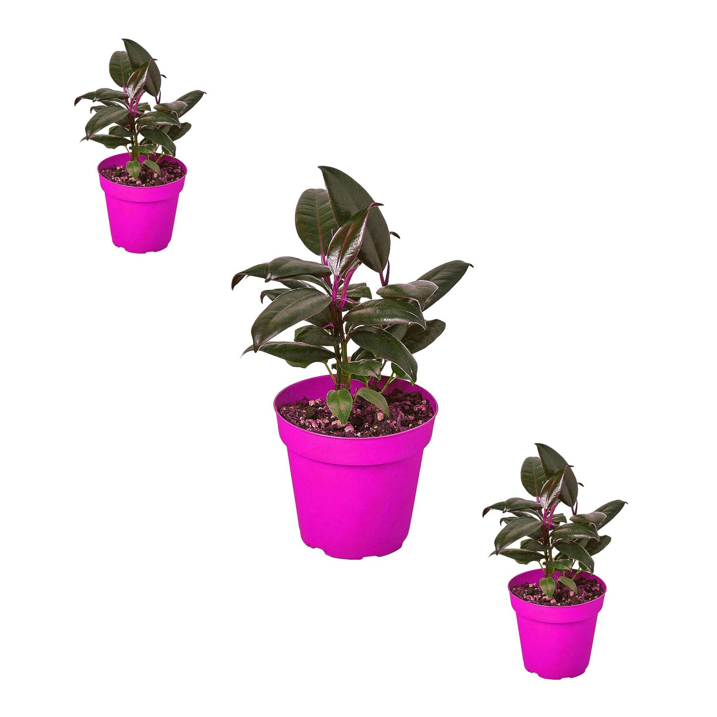 3 Pack Ficus Elastica 'Burgundy' in 6in Pot - Live Plants Tropical Houseplants | Variegated | USA Growers | The Snobby Leaf