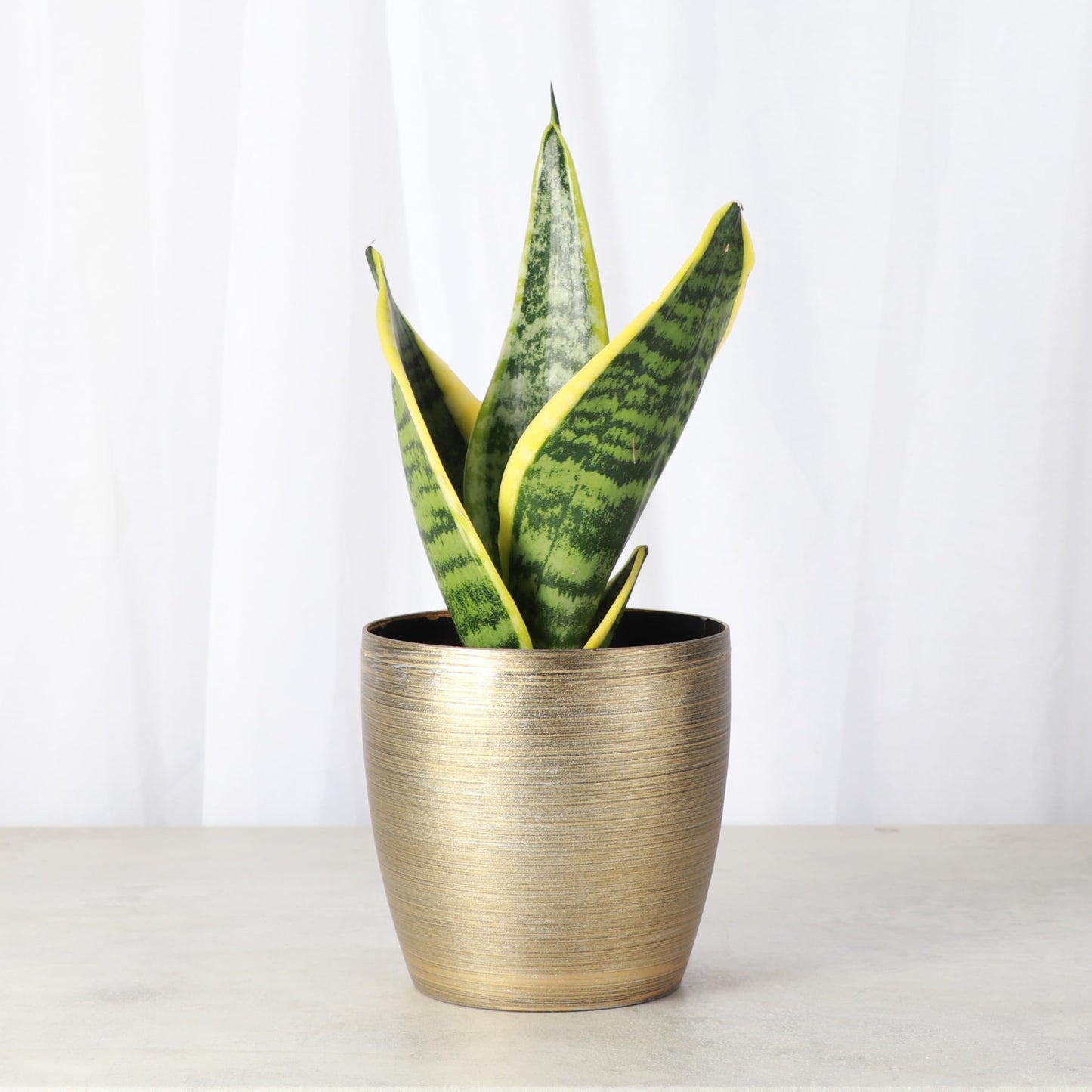 Thorsen's Greenhouse Variegated Snake Plant, Dracaena Trifasciata, Sansevieria, Mother-in-Law Tongue, Low Light, Easy to Grow, Live Indoor Plant, 4" Diameter Pot (Gold)