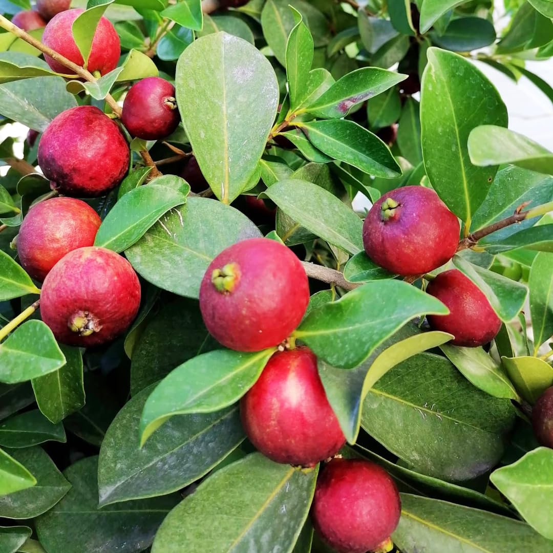 Fragrant Guava Tree Live Plant, Well Rooted 4"-10" in Tall, Tropical Fruit Guavas for Gardening, Zones 9-11 (Strawberry Cherry)