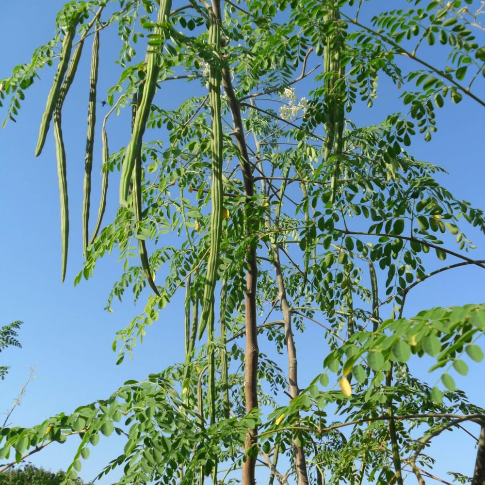 Moringa Plant Live, Moringa Oleifera Live Plant 4” Potted, Fast-Growing Tree for Indoor Outdoor Gardens