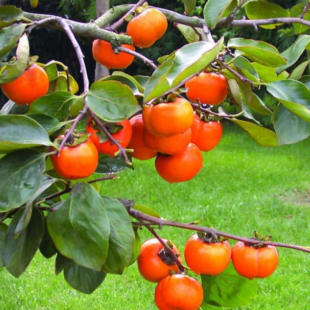 American Persimmon Trees Live Plants, 10-15" Tall, Zone 4-9, Perennial Outdoor Planting, Cold Hardy