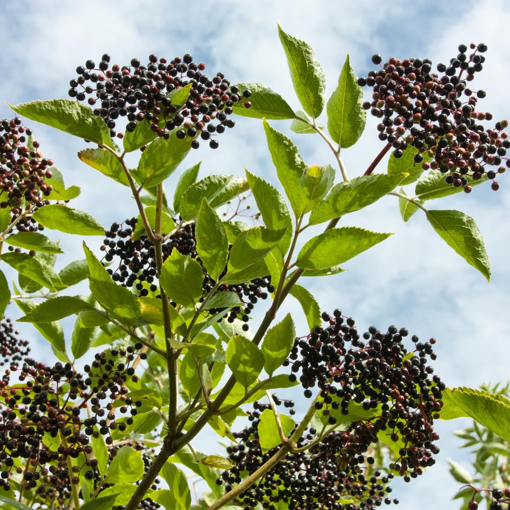 2 Elderberry Live Plants | 8-12 Inches Bare Root Rooted Cuttings | Black Sambucus Deciduous Fruit Shrub | Well-Rooted for Outdoor Garden and Landscape