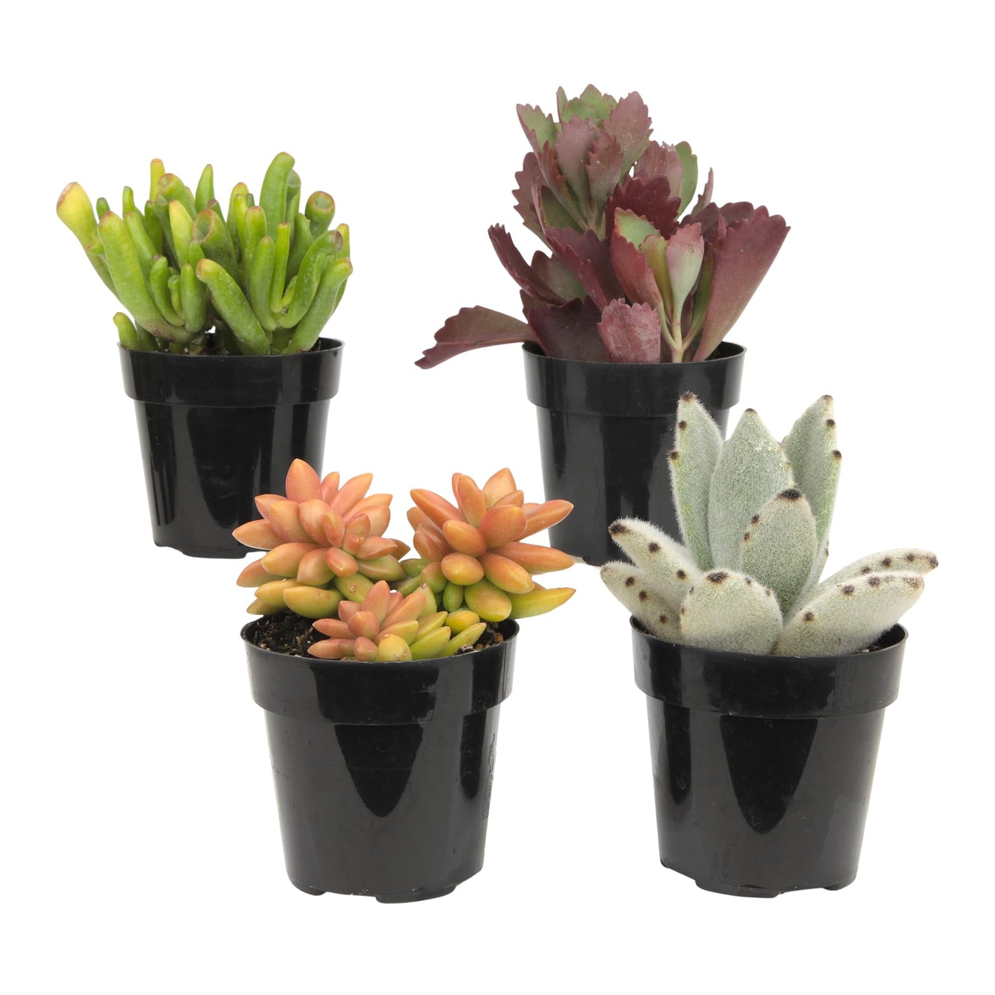 Altman Plants, Live Succulents Plants Live Houseplants (4PK), Succulent Plant Lover Gifts, Live Indoor Plants in Potting Soil, Live Plants Indoor Cactus Plants Live Succulent Plants Live House Plants