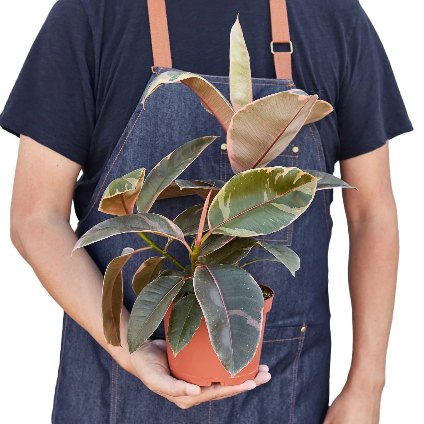 3 Pack Ficus Elastica 'Ruby Pink' in 6in Pot - Live Plants Tropical Houseplants | Variegated | USA Growers | The Snobby Leaf