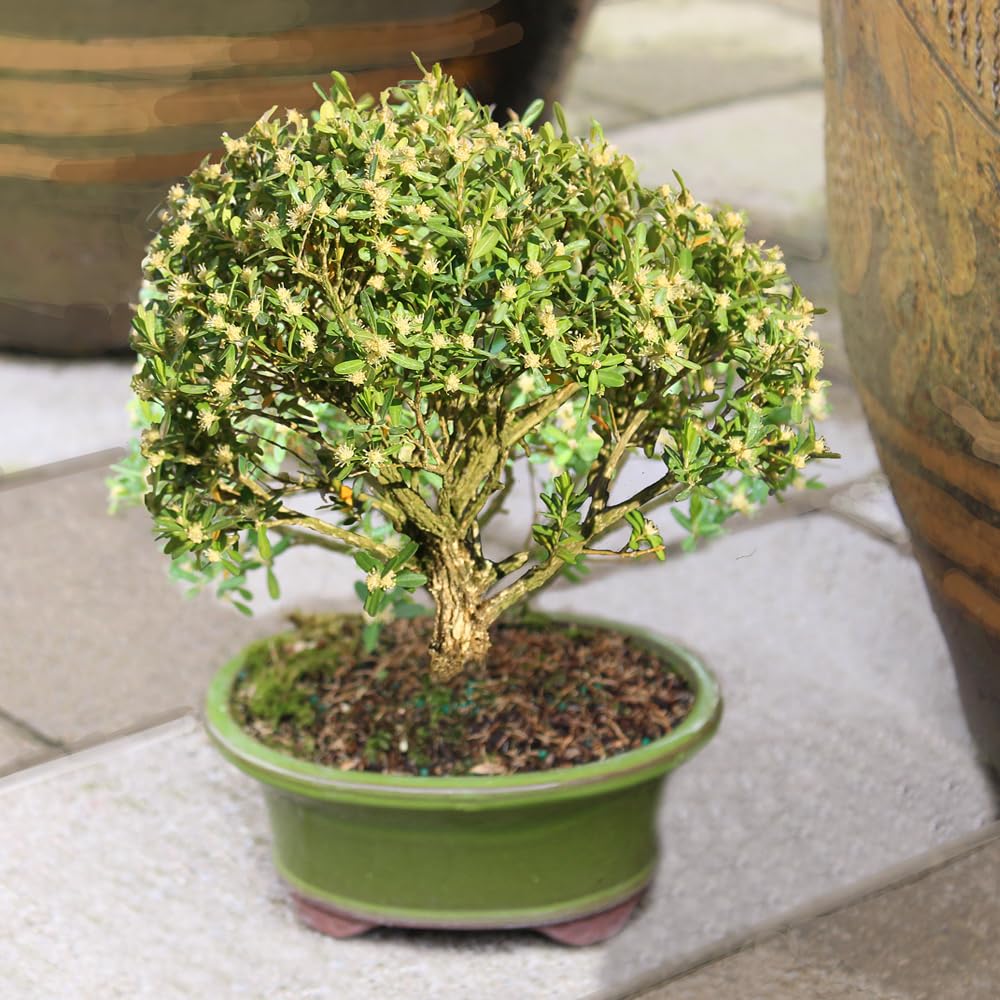 Brussel's Bonsai Live Harland Boxwood Bonsai Tree - Medium, 5 Years, 8 to 12 Inches Tall - Outdoor Bonsai Tree with Ceramic Bonsai Pot