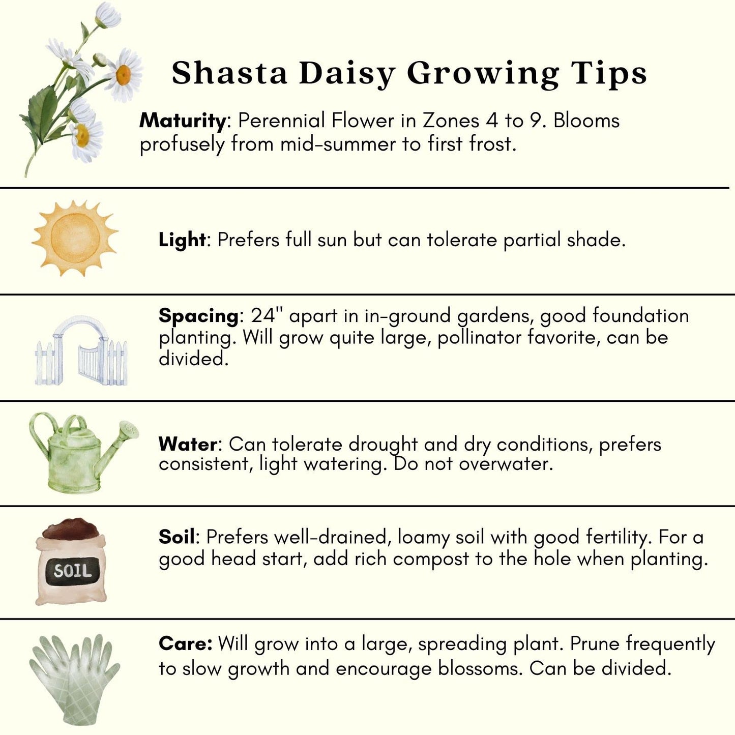 Clovers Garden Shasta Daisy (Leucanthemum) Plants – Two (2) Live Plants – Non-GMO - Not Seeds - Each 4" to 8" Tall – in 4" Inch Pots – Hardy Flowering Perennial, Pollinator Favorite