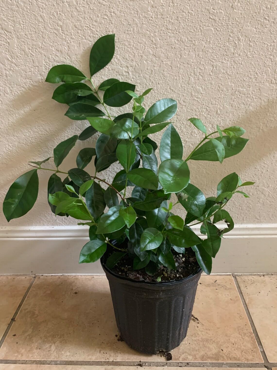 Live Plant - Strawberry Guava Tree/Bush (Cattley Guava) - 12-30" Tall Live Plant - 6" Pot