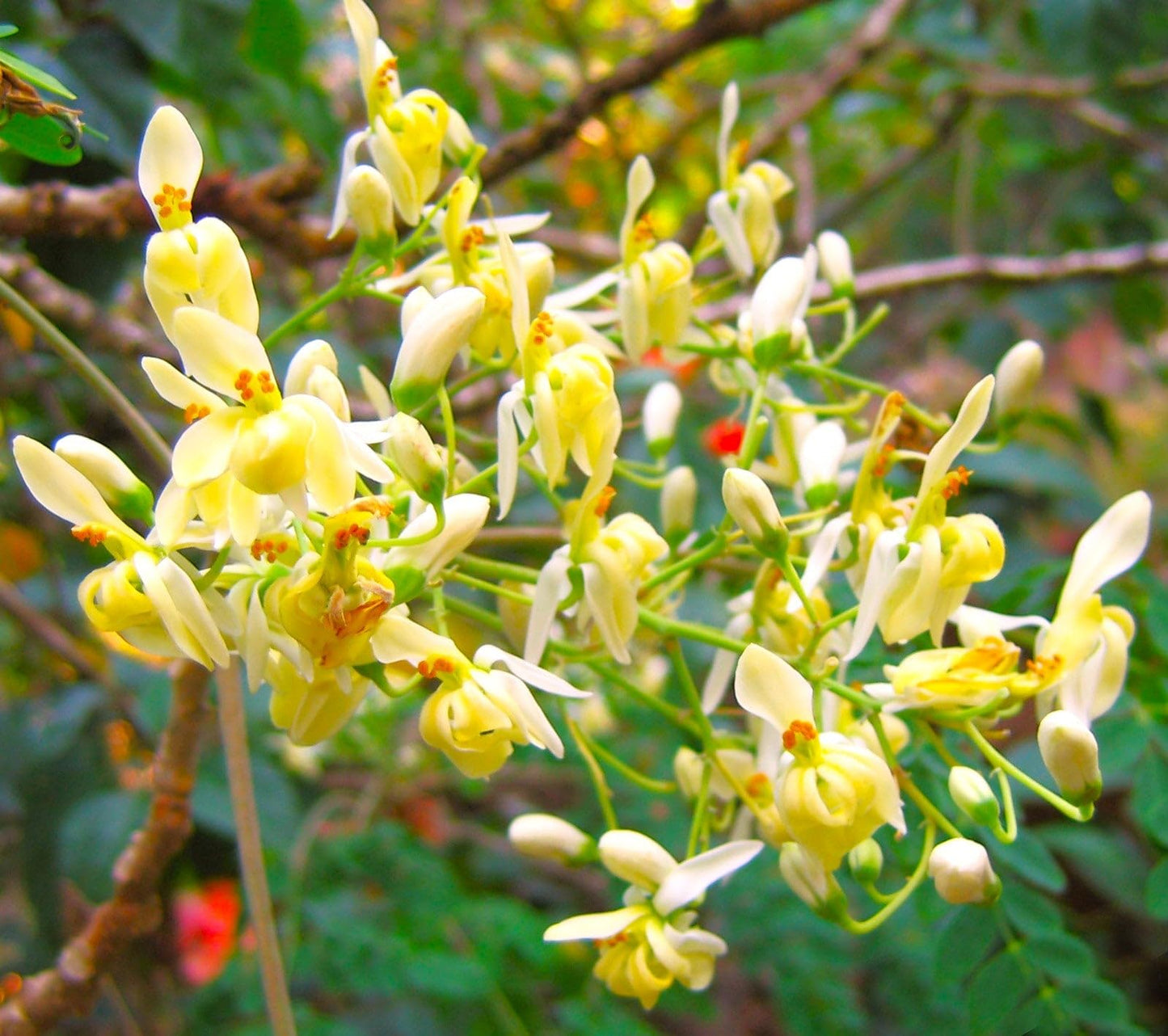 TomorrowSeeds - Moringa (Drumstrick Tree) Seeds - 30+ Count - For 2026 Planting Moringa Oleifera Drumstick Horseradish Edible Pods Flowers Malunggay Indian Perennial Tree Grow Your Own Home Farm Patio