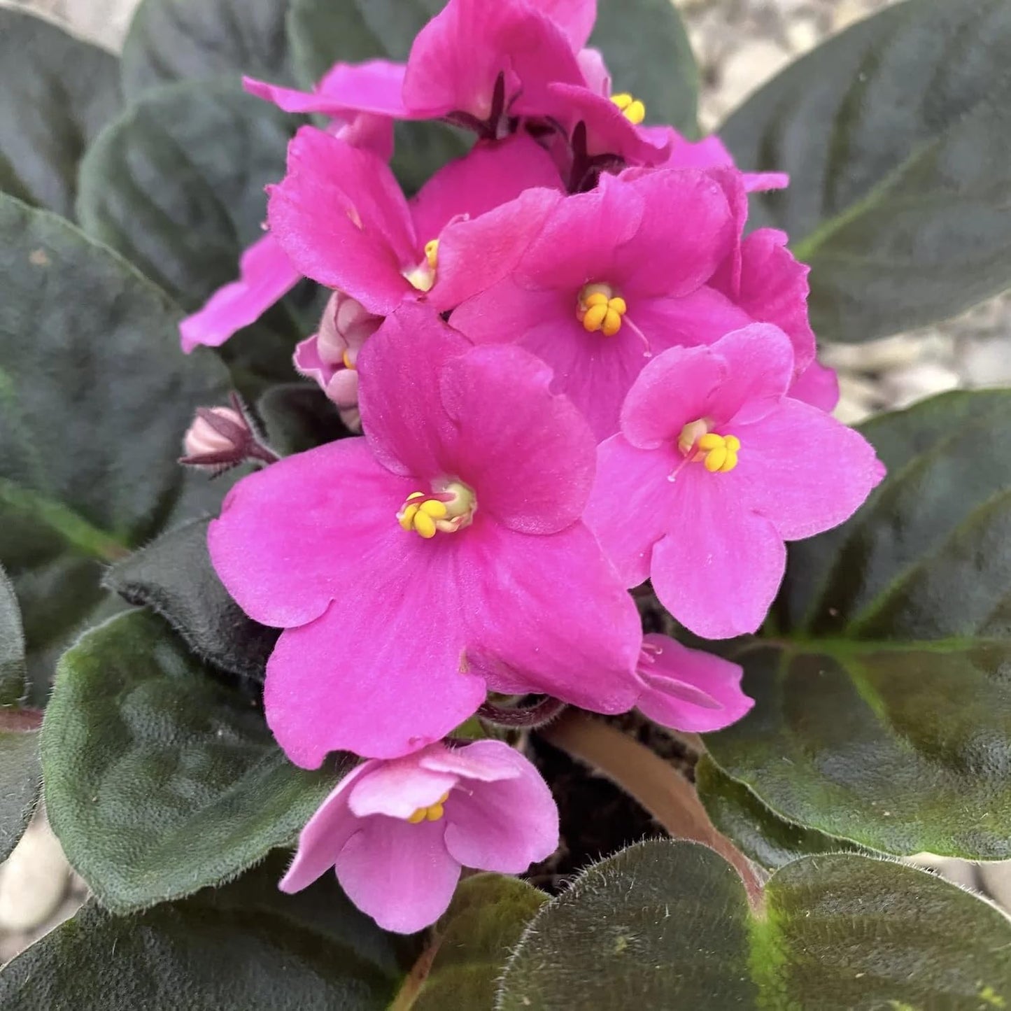 African Violets Live Plant, Pink Violet Plant Live African Violet Plants Indoor Plants Live Houseplants in 4 Inches Pot