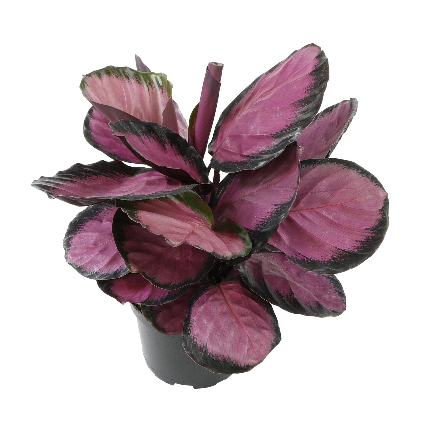 Purple Prayer Plant (Calathea Roseopicta) in 6" Grower Pot, Pet Friendly Houseplant, Live Prayer Plants & Decorative Air Purifying Indoor Houseplants by Plants for Pets