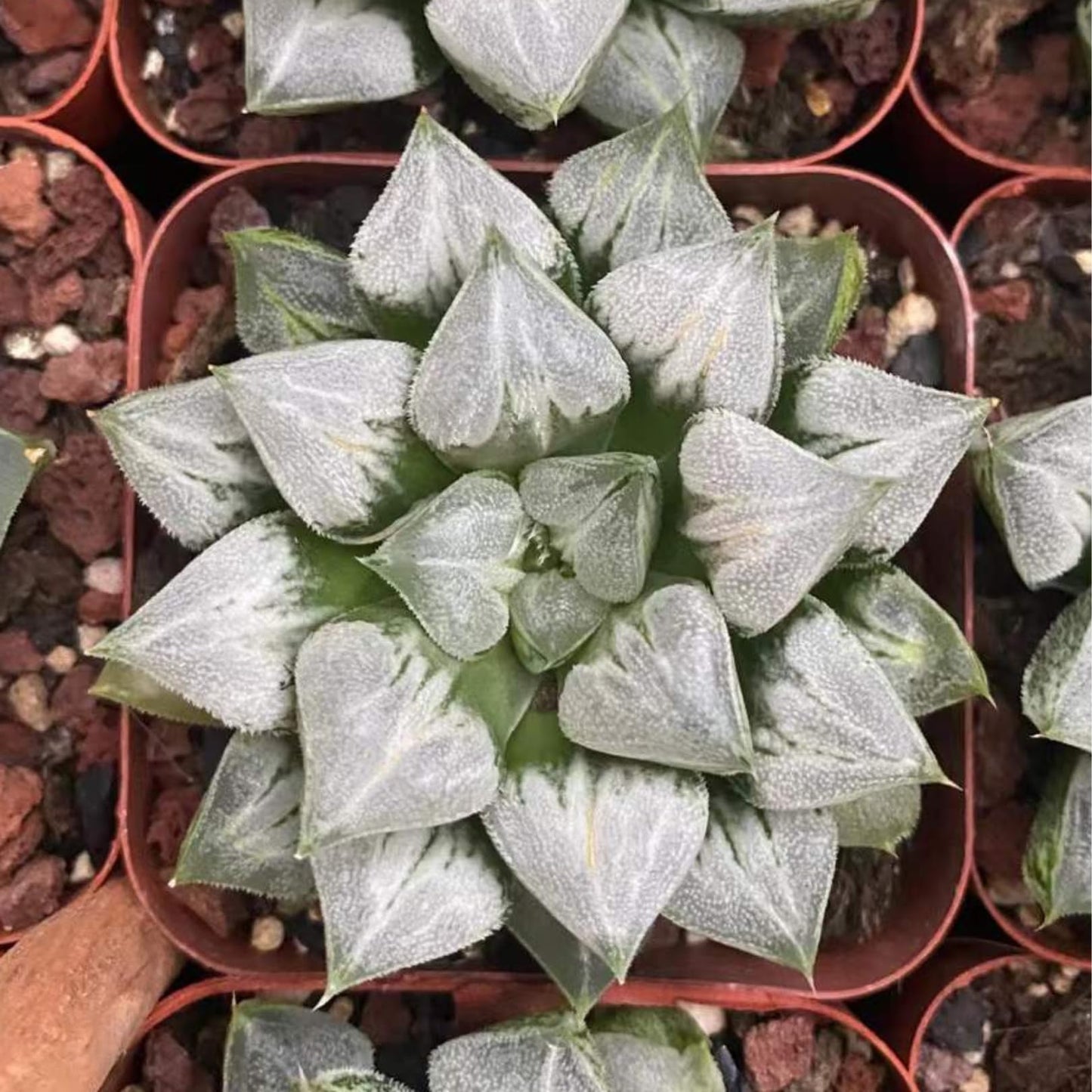 Rare Haworthia 'Love' – Exotic Succulent Plant – Unique, Collectible Live Indoor Plant – Easy-Care, Drought-Tolerant – Ideal for Succulent Enthusiasts, Workspaces & Special Occasions