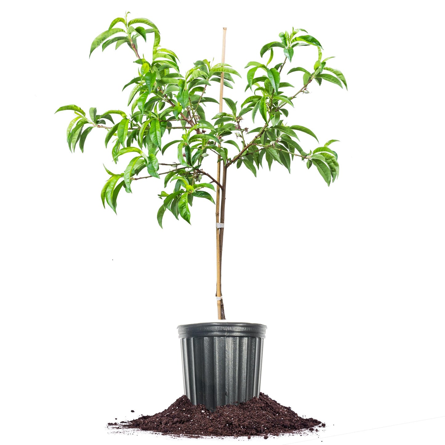 Perfect Plants White Lady Peach Tree 4-5 feet | Live Fruit Tree with Fresh White Peaches | Home Gardening