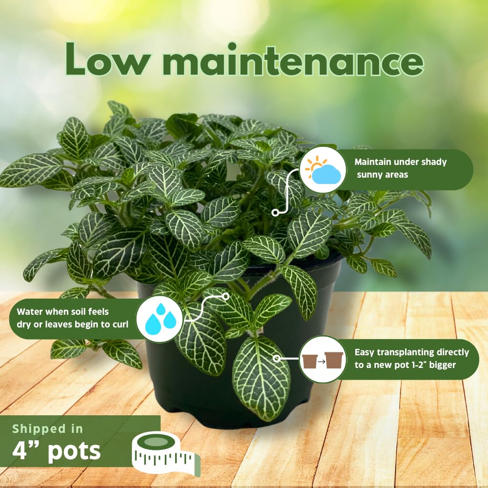 BubbleBlooms Fittonia Nerve Plant Assortment, 4 inch Set of 3, Red White and Pink, Mosaic Jewel Creeping Indoor Plant Albivenis
