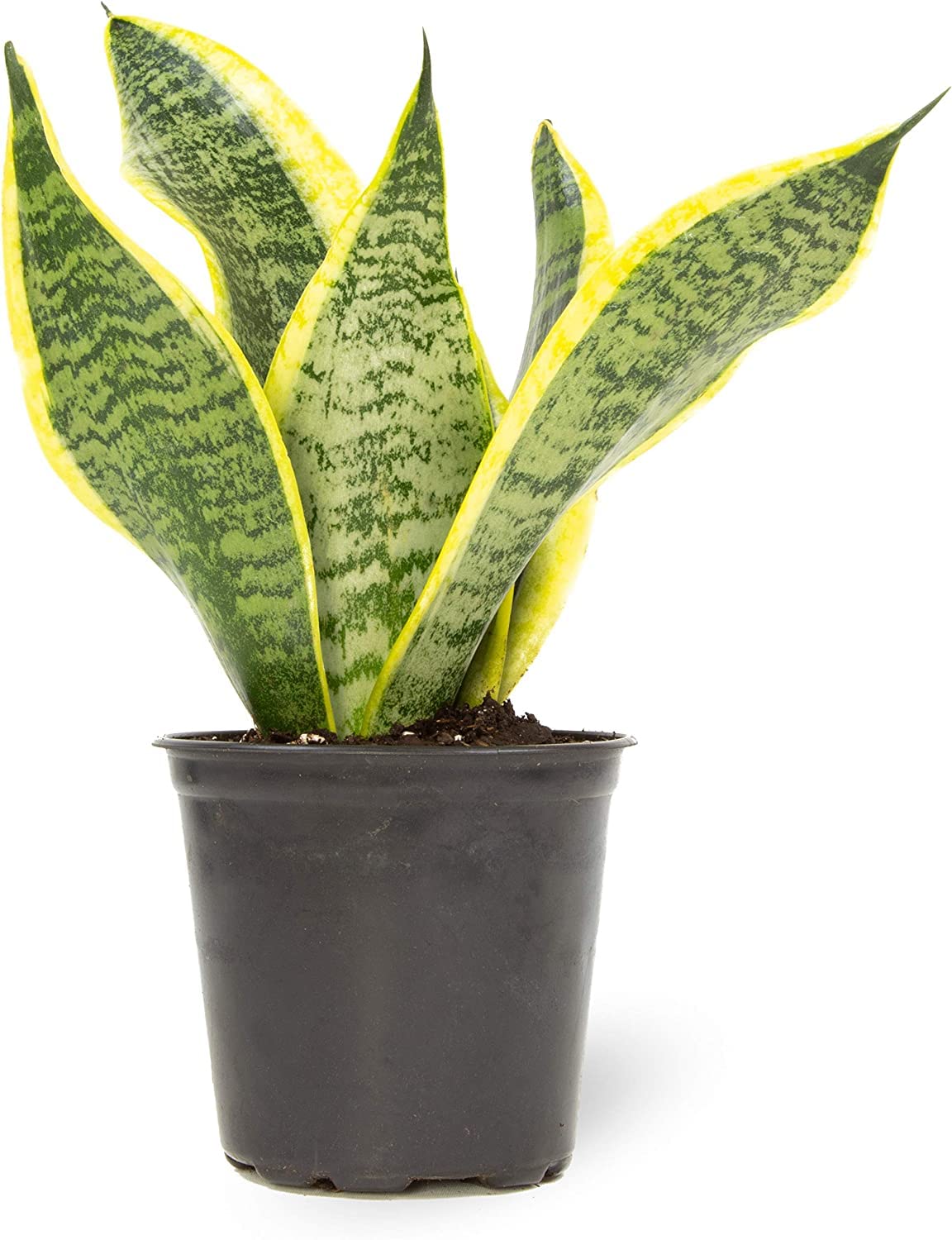 Money Tree Plant Indoor House Plants, Chinese Money Plant Decor & Altman Plants, Live Snake Plant, Sansevieria trifasciata Superba, Fully Rooted Indoor House Plant in Pot