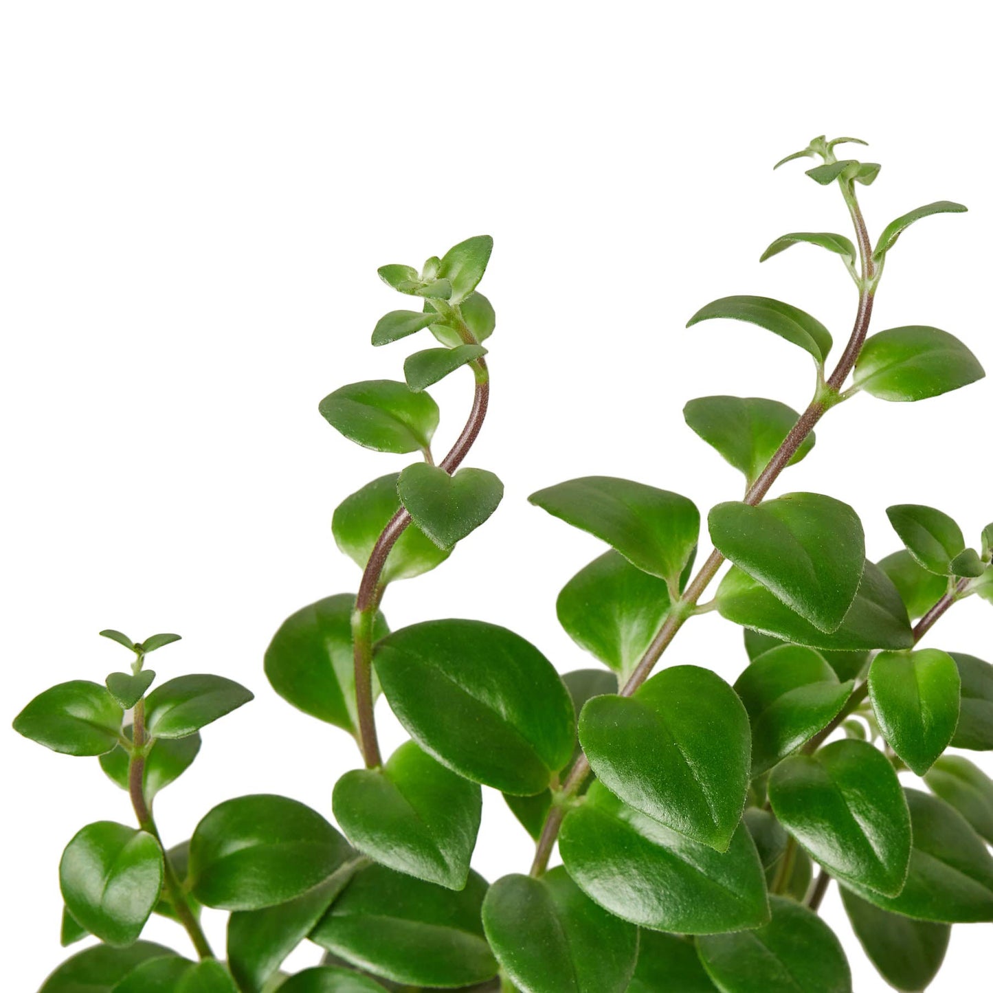 House Plant Shop | Lipstick 'Classic' - 6" Pot | Live Indoor Plant | Easy to Care | Natural Décor Plant | Great Gifts| Free Care Guide