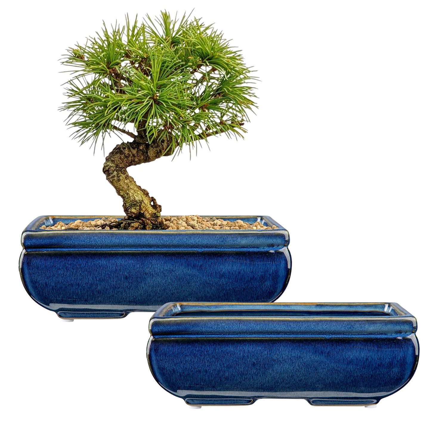 Villa Como Succulent Planters Bonsai Pots for Live Bonsaii Trees Set of 2, 8.7" Large Ceramic Shallow Pot for Succulents Indoor with Drainage Hole, Outdoor Cactus Plant Bonsai Pots, Ceramic Flower Pot