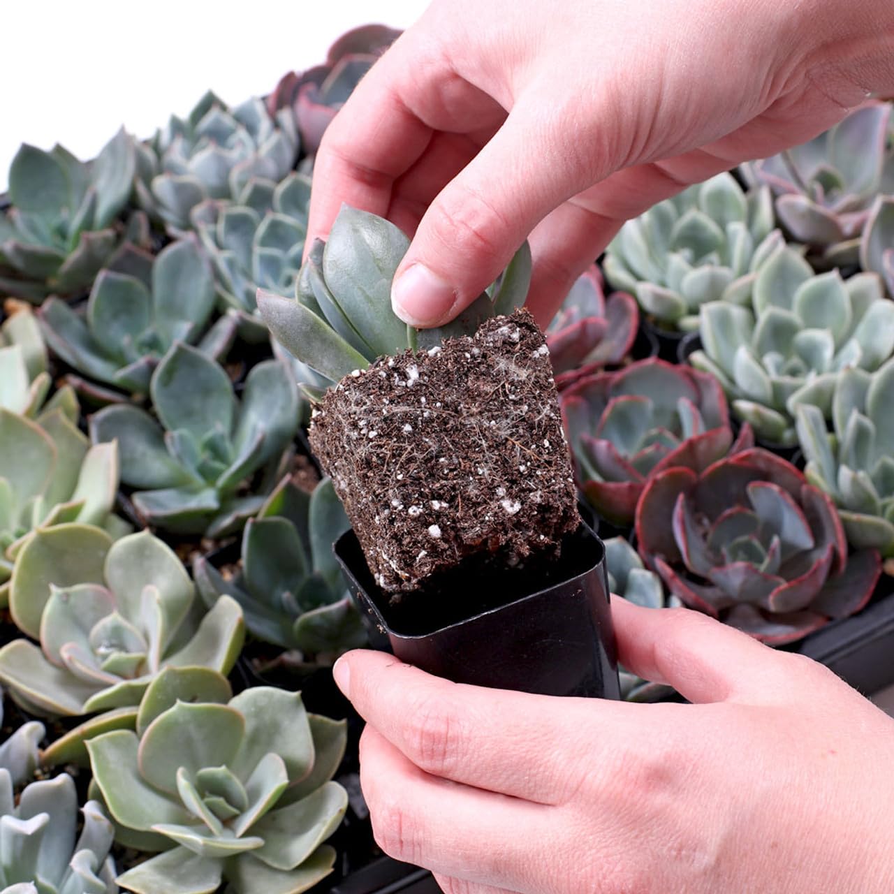 Mountain Crest Gardens Echeveria Succulent Bulk Pack - 25 Live Rosette Plants, 5 Each of 5 Varieties, Rooted in 2 Inch Pots - Succulents for Arrangements, Decor & DIY Projects