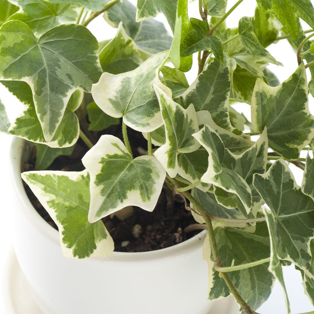 American Plant Exchange English Ivy Bundle, 2 Pack 4-Inch Pots, Green and Variegated, Vining Houseplants, Live Indoor Plants, Fast Growing, Easy to Care, Versatile Home & Garden Décor