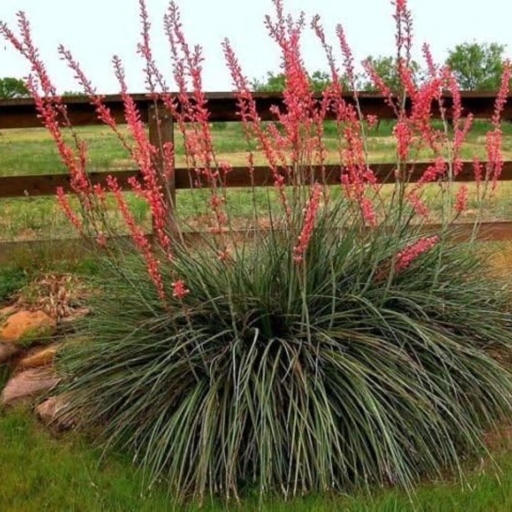 Red Yucca Live Plant, Yucca Succulent Plant Potted 4 to 8 Inch Tall, Live Outdoor Garden Plants in 4" Pot