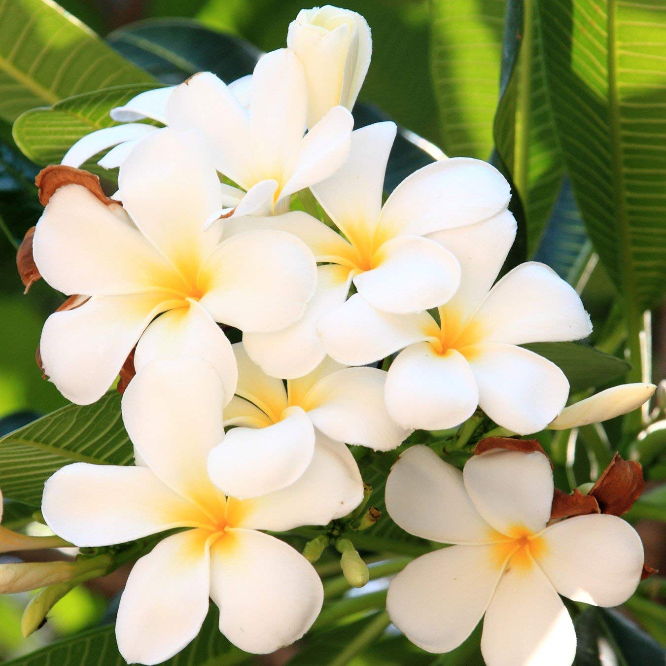 White Plumeria Live Plant - Easy Care Tropical Houseplant with Fragrant Flowers, Hawaiian Indoor Outdoor Plant Cutting for Home Garden