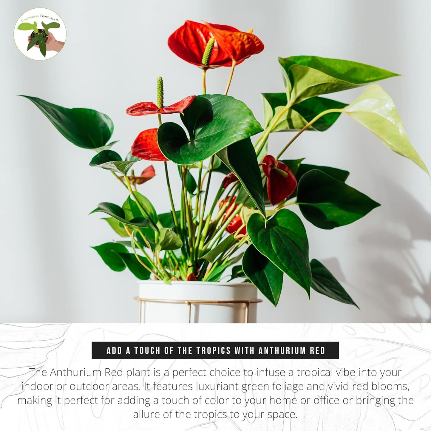 Anthurium Red 6 Inch Pot - Live House Plants Indoor,for Easy Care, Perfect for Office, Home & Flamingo Decor, Real Plant, Plant Gift, Flowering Plants, Sympathy Flowers Sold by California Tropicals