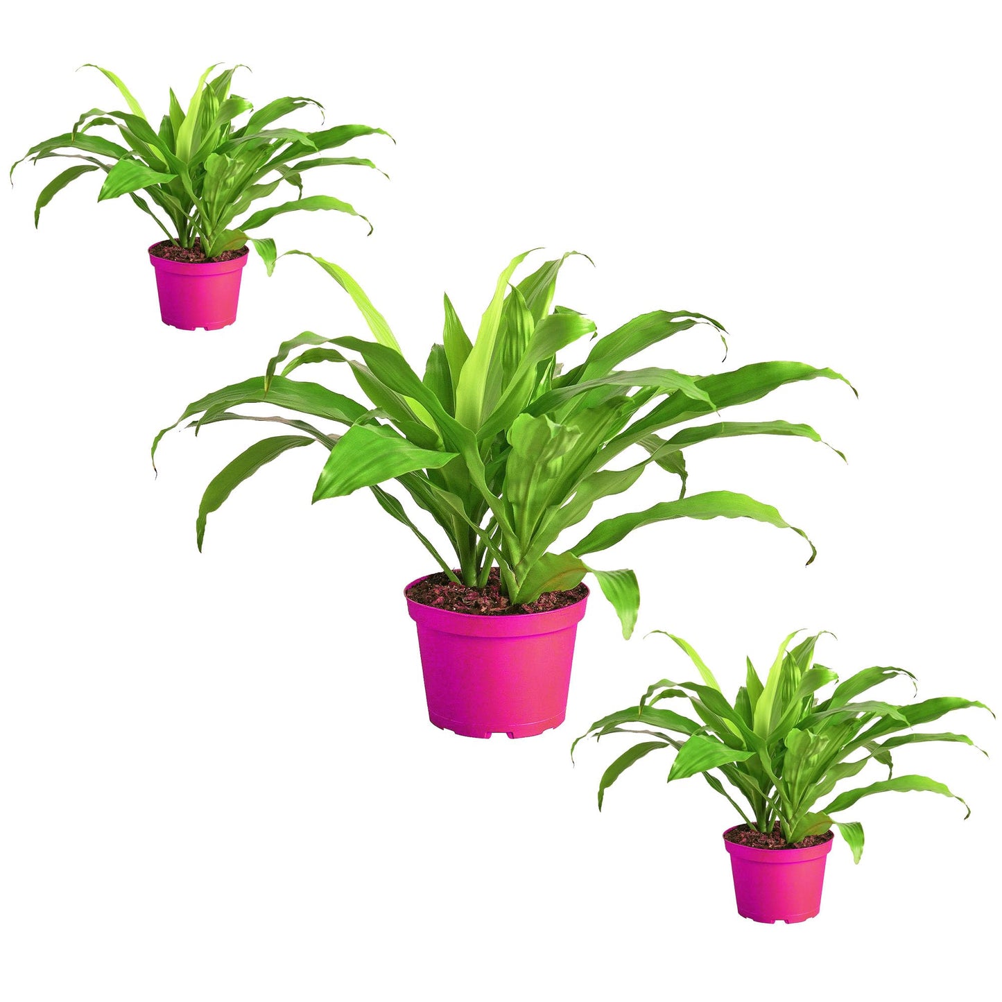 3 Pack Dracaena 'Lime Light' in 6in Pot - Live Plants Tropical Houseplants | Variegated | USA Growers | The Snobby Leaf