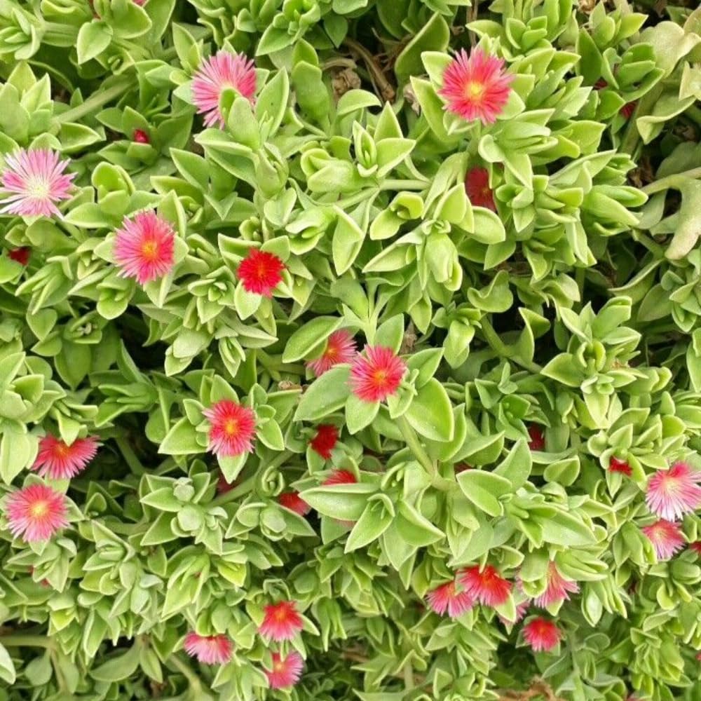 Variegated Ice Plant Live in 4 Inches Pot, Live Rare Succulent from 4 to 6 Inches Height, Variegated Baby Sun Rose Succulents for Hanging Basket