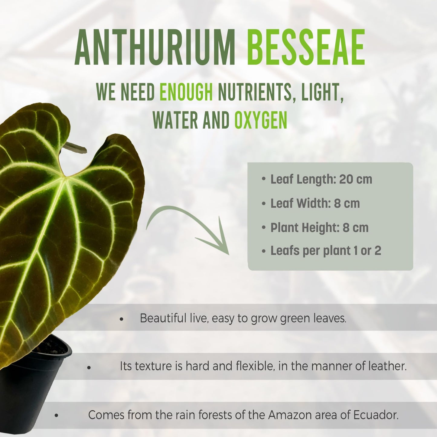 LEAL PLANTS ECUADOR Anthurium Besseae| Green Live House Plant for Indoors|Rare and Exotic Indoor Plants for Living Room|Anthuriums Live Plants |Besseae Heart Plant
