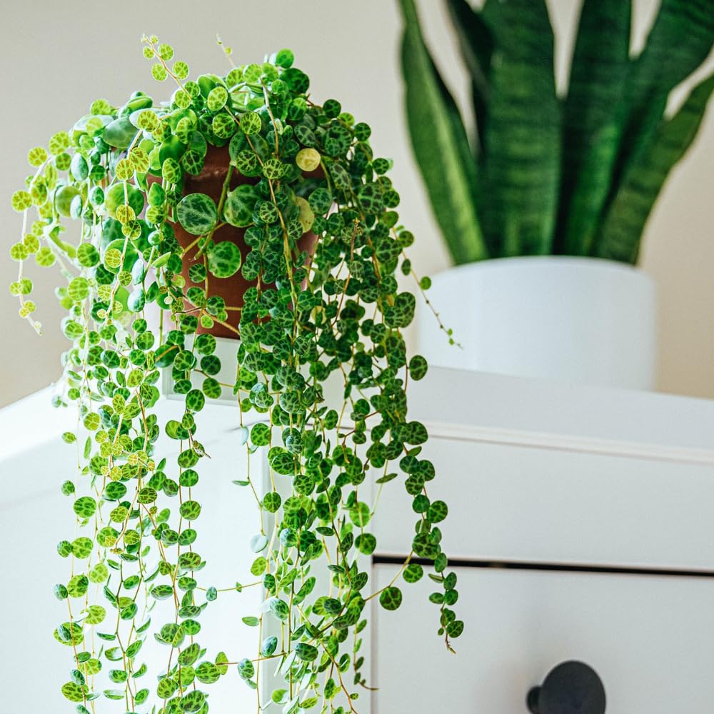 String of Turtles Plant Live in 3" Pot, Peperomia Trailing Houseplant, Green Leaves for Indoor Growing