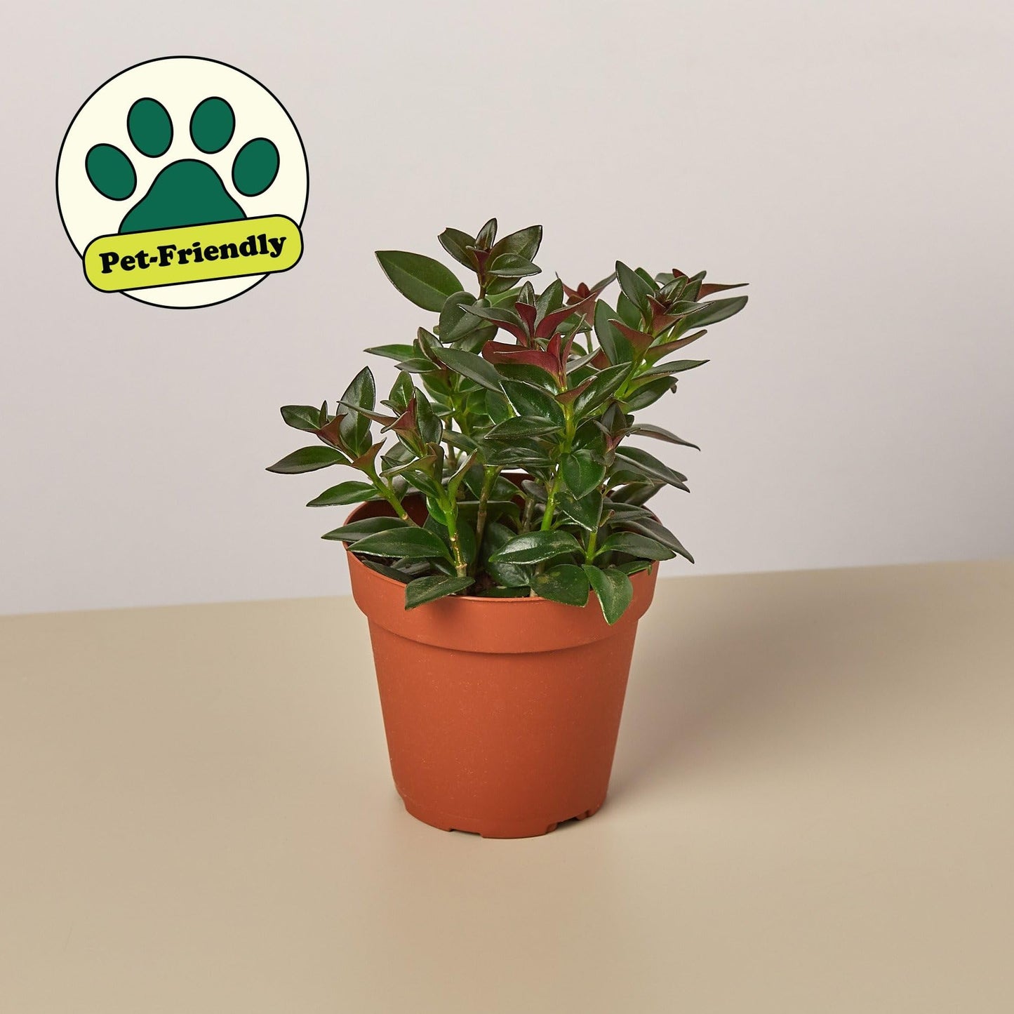 Nematanthus Black Goldfish Plant | Live Plant for Indoor & Outdoor | for Living Room, Office, Bathroom | (4" Pot)