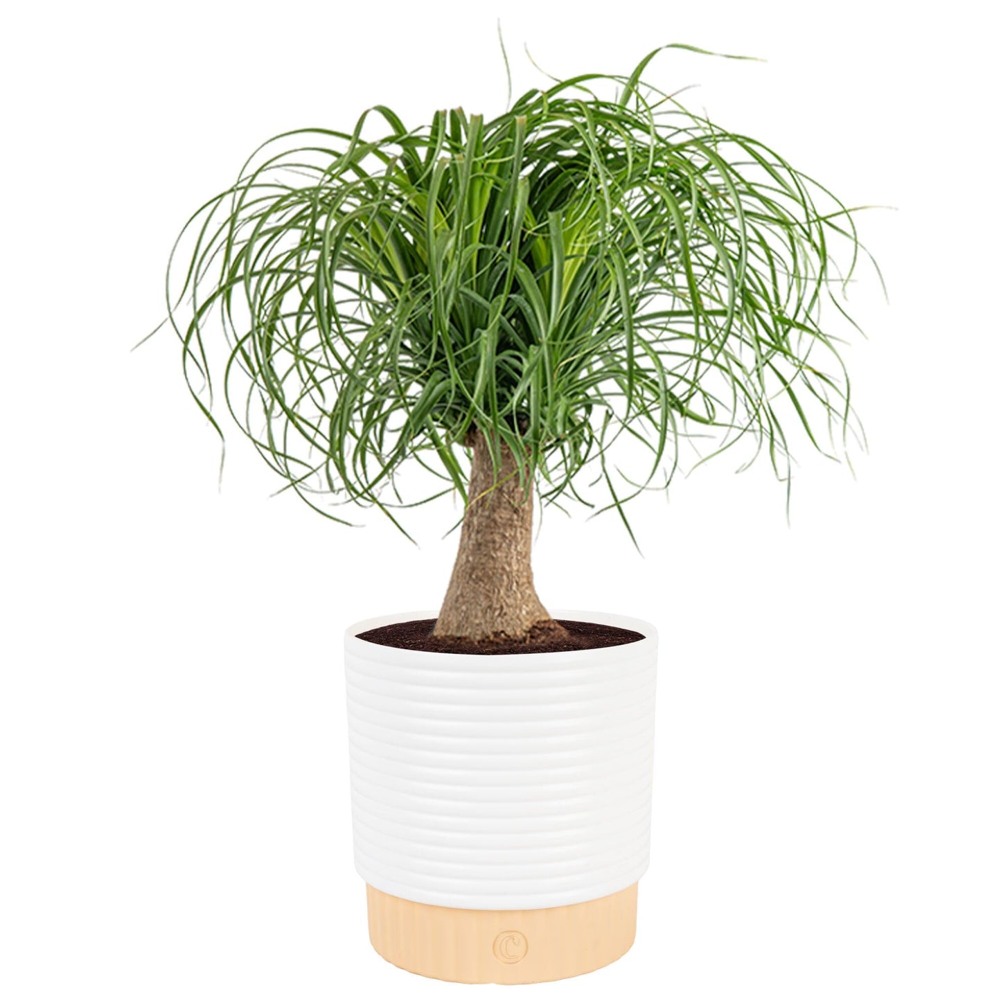 Costa Farms Ponytail Palm Live Plant in Decorative Pot, Easy to Maintain Indoor Houseplant, Perfect for Home, Room, or Office Decor, Great House Warming or Birthday Gift, 12-24 Inches Tall