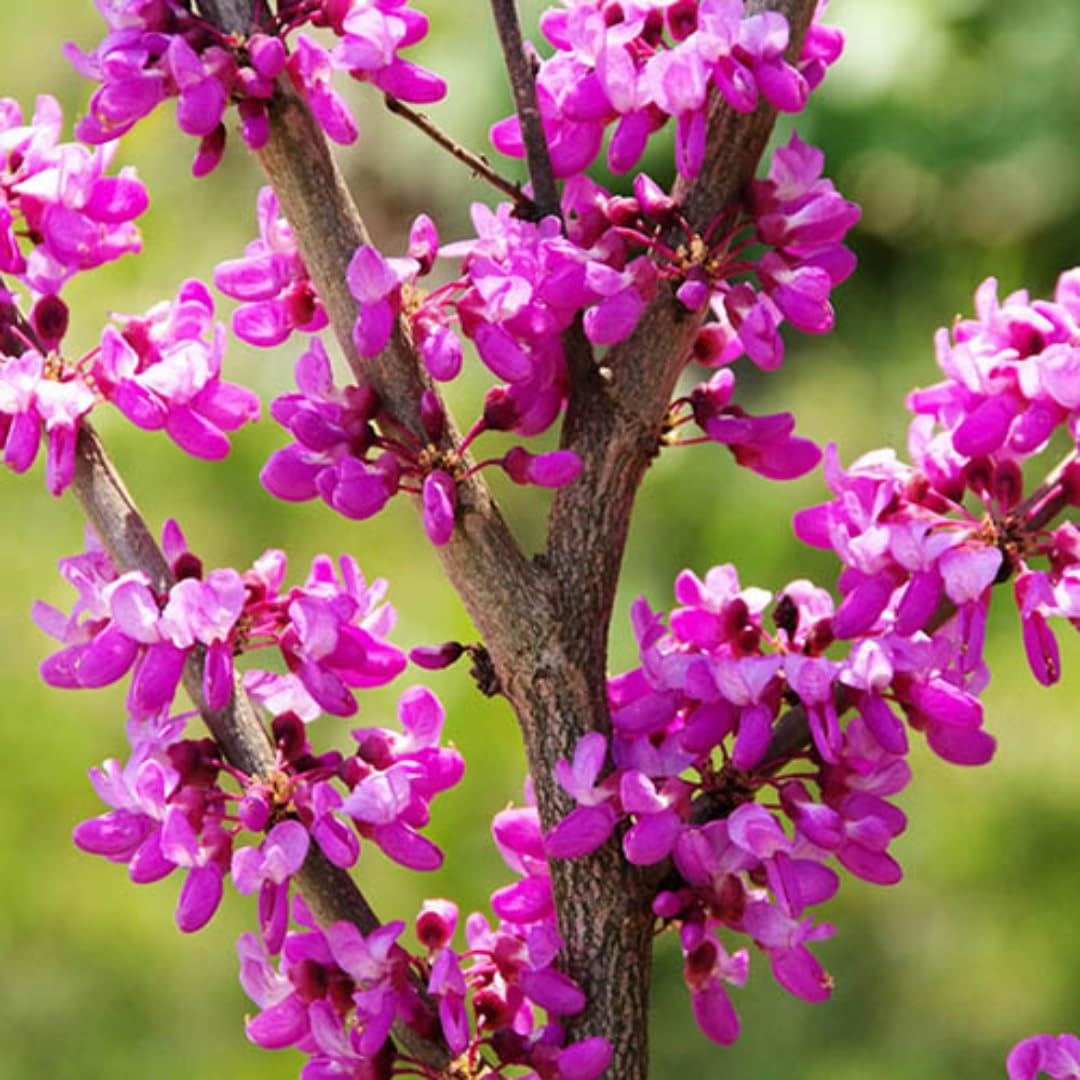 Eastern Redbud Tree Live Plant - 12-18 Inch Tall in Quart Pot, Redbud Live Trees, Beautiful Spring Pink Blossoms, Low-Maintenance Starter Tree for Outdoor Landscaping