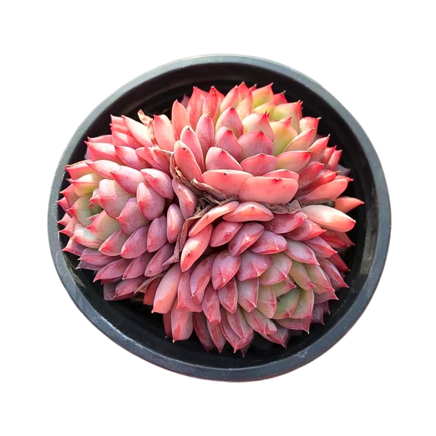 Echeveria Desert Rose - Cluster – Live Succulent – 2.5 Inch – Drought-Tolerant, Low Maintenance, Ideal for Indoor & Outdoor, Terrariums, Rock Gardens