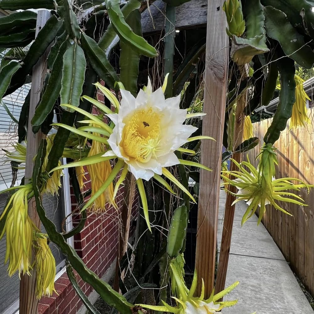 White Dragon Fruit Tree Live Plant, 3 Gallon Pot, Live Dragon Fruit Plant, Sweet Fruit Plant Outdoor Garden