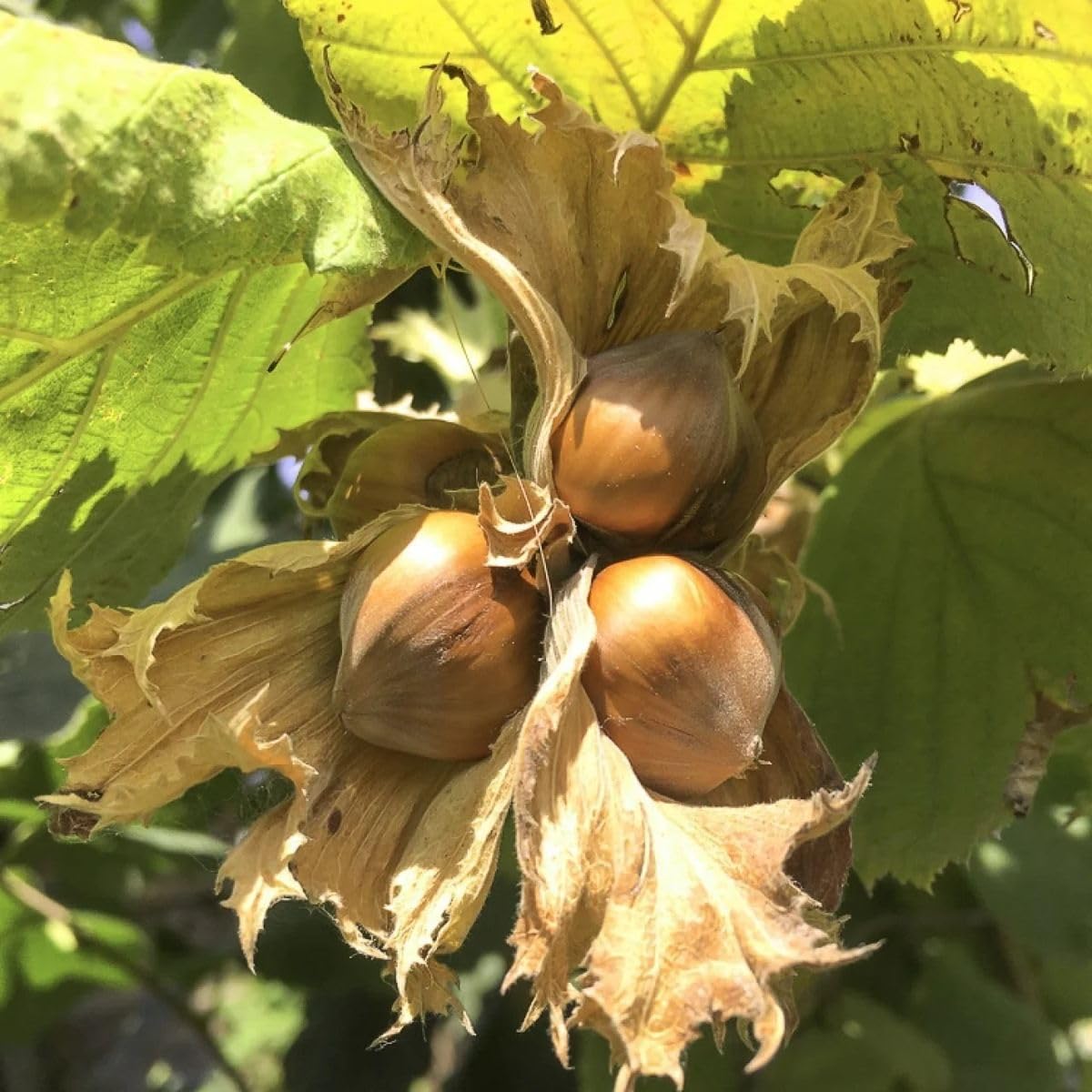 Live Hazelnut Tree 1-2 Feet Tall, 1 Year-Old Hazelnuts Tree, Edible Nut Trees for Growing Outdoor