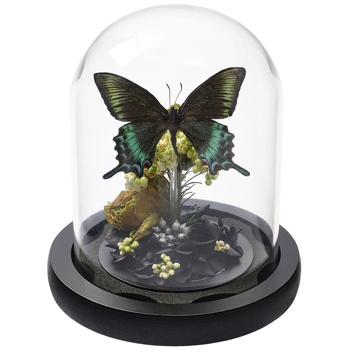 GDBEH Handmade Butterfly Specimen Boxes Glass Cover Ornaments, Dried Flowers, Plants, Holiday Decorations Birthday Gift for Women (Green-Banded Queen Butterfly)