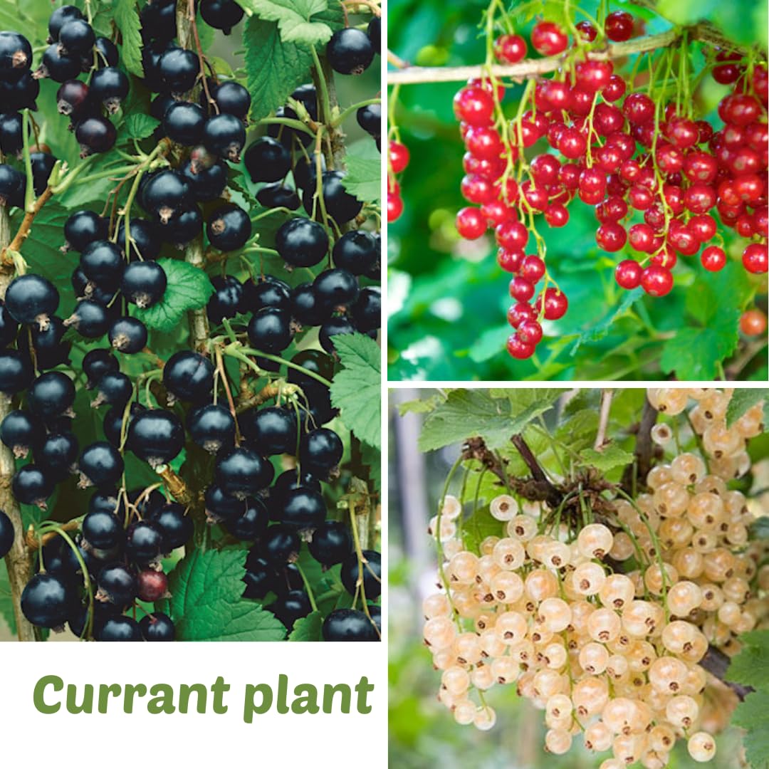 1 Live Currant Bush Plant Fast Growing, Ready Bear Fruit Within 1 Year - No NC, WV, NH, 6-14" Tall, Great for Backyard or Orchard Growing, Currant Plant (Random)